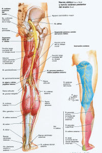 La osteocondrosis del departamento de pecho de la columna vertebral el estatus local