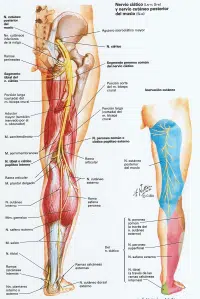 nervio-ciatico-pierna