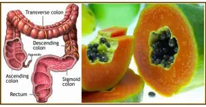 intestino_papaya