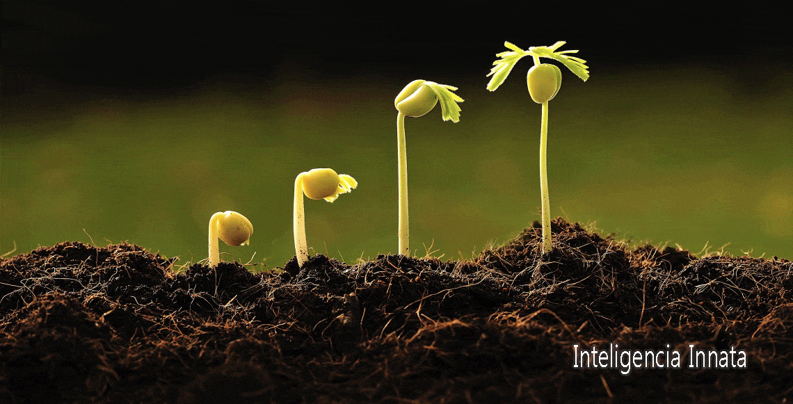 inteligencia-inata-barcelona-quiropractic