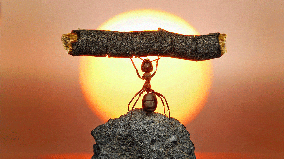 hormiga-tronco-barcelona-quiropractic