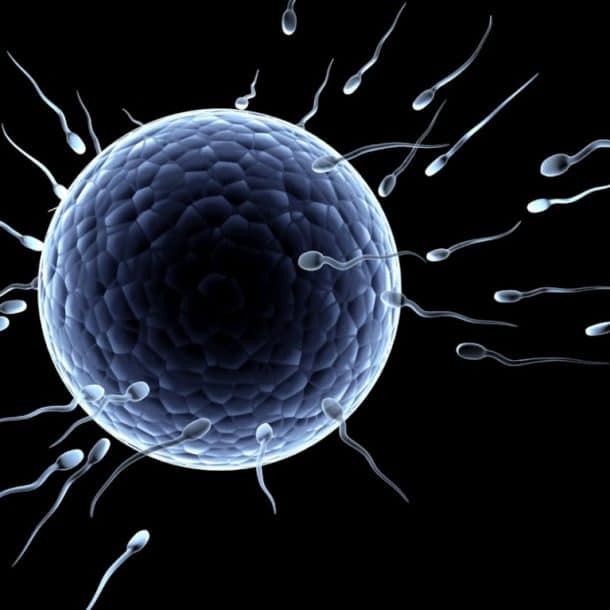 Quiropráctica y fertilidad
