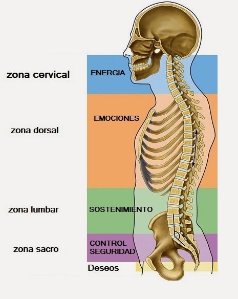 Anatomía de la (III). Relación vértebras y las emociones - Barcelona Quiropractic