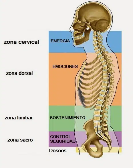 Contra la voluntad Exquisito Paseo Anatomía de la columna (III). Relación entre las vértebras y las emociones  - Barcelona Quiropractic