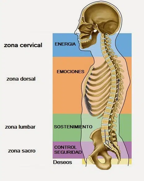 Relación entre las vértebras y las emociones