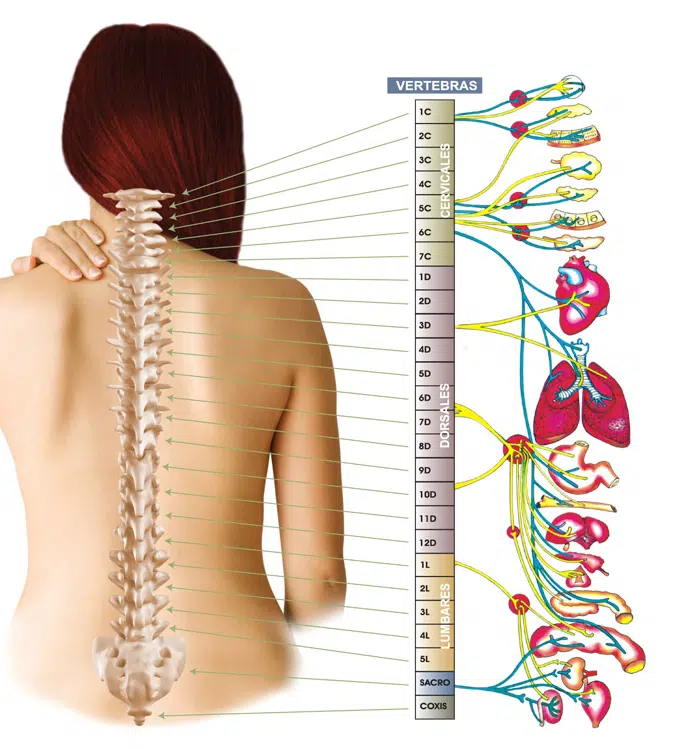 Anatomía de la columna saludable