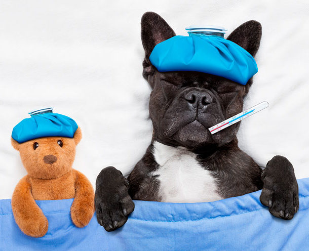 Gripe y Quiropráctica