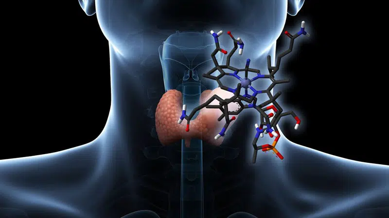 La quiropráctica y las funciones hormonales: tiroides