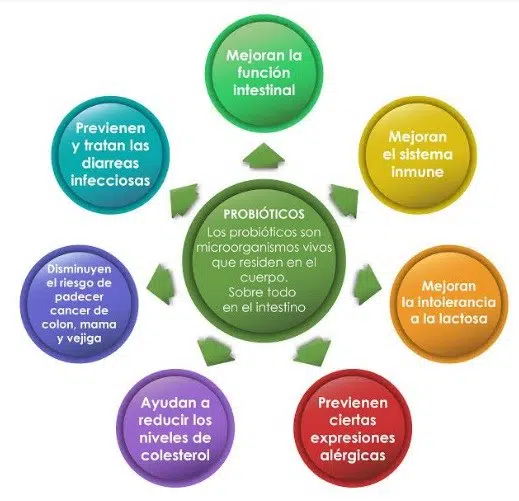 Rincón de la Salud de Barcelona Quiropractic: Probióticos.