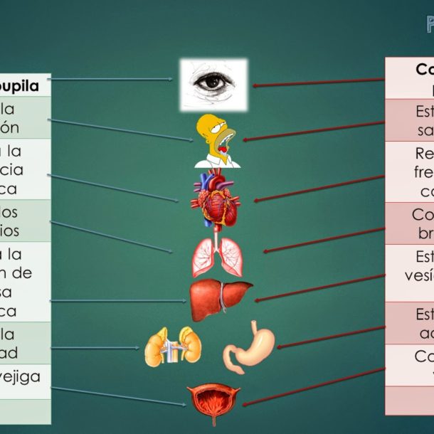 El ajuste vertebral y el equilibrio del Sistema Nervioso Autónomo