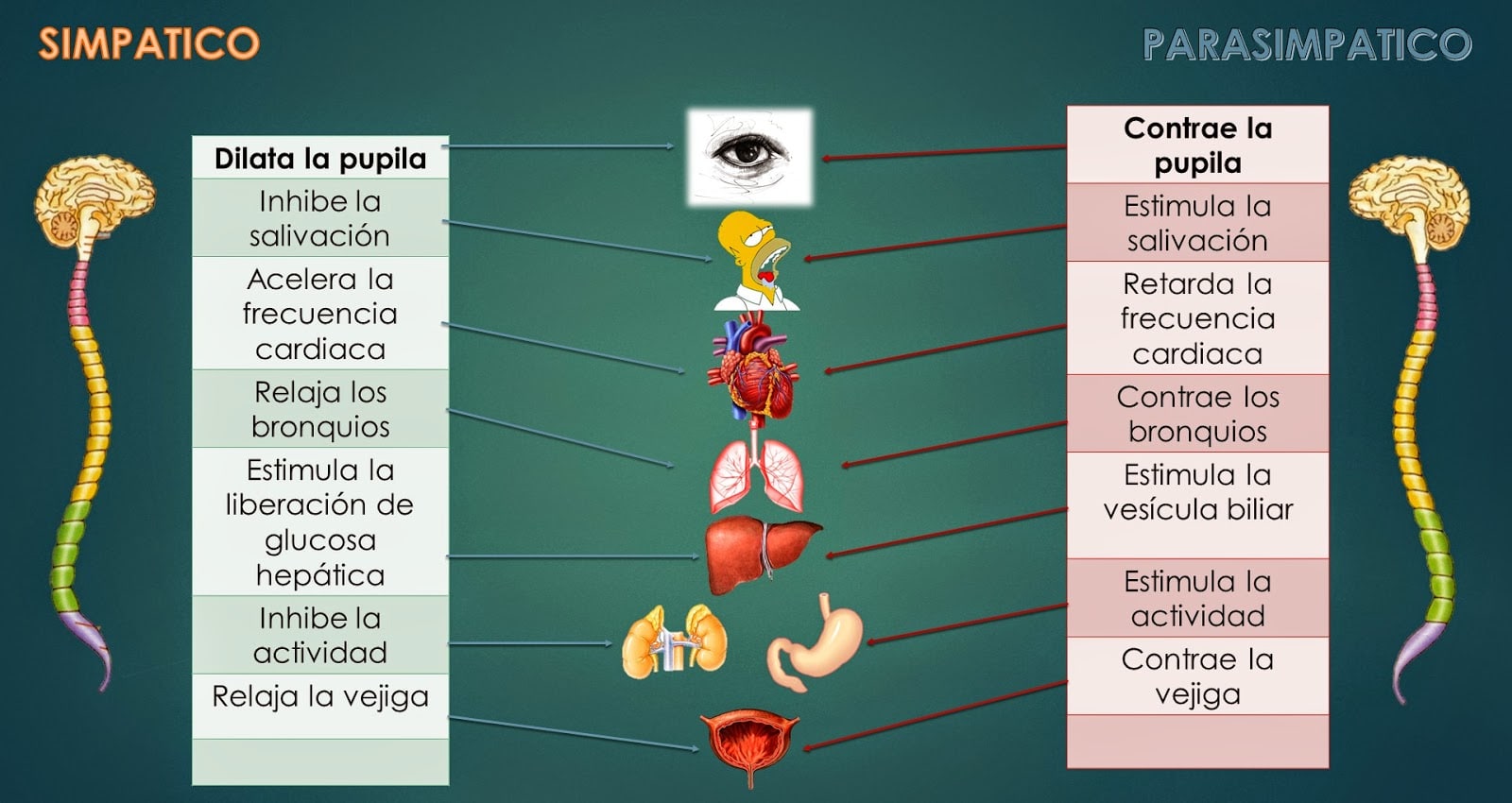 Sistema nervioso simpatico y parasimpatico Sistema nervioso simpatico y parasimpatico