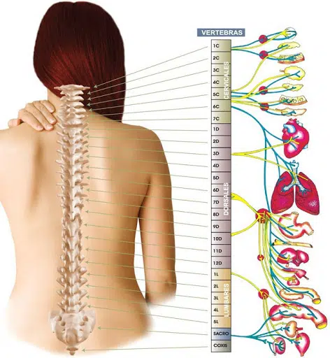 Las vértebras y los órganos - Barcelona Quiropractic