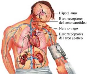 hipertension-arterial