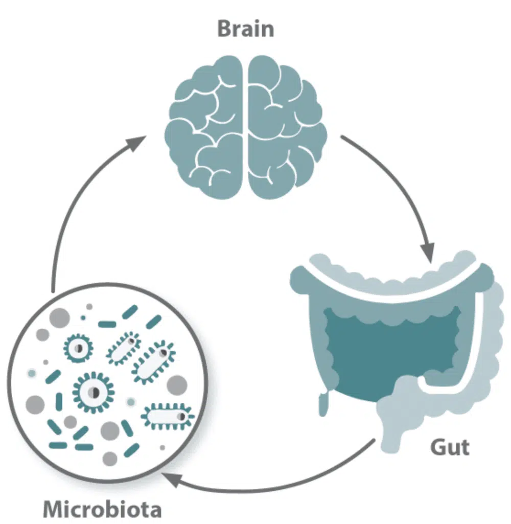 conexión-cerebro-intestino