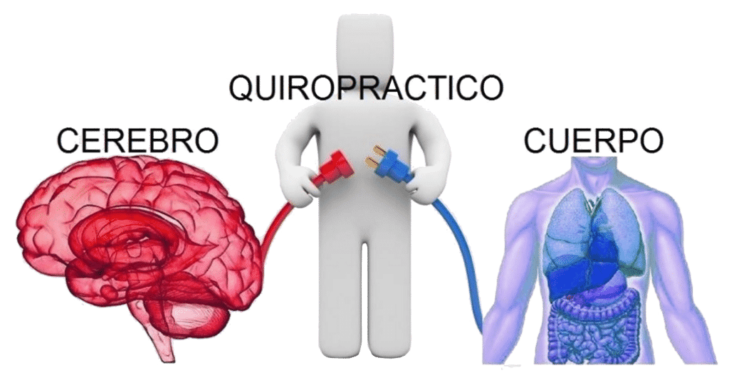 cerebro-quiropráctico-cuerpo