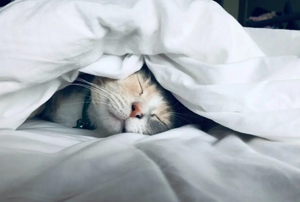 gato-respiración´-consciente-dormir