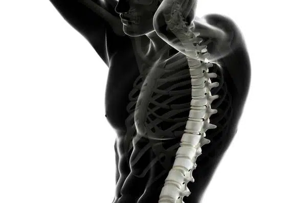 vértebras dorsales