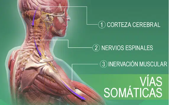 subluxaciones vertebrales e inervación