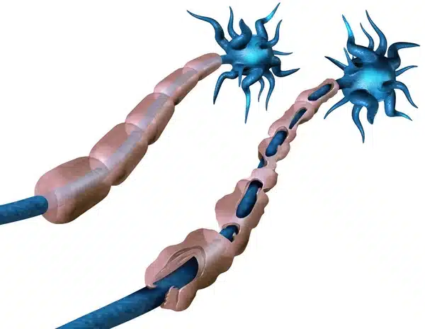 Sistema_nervioso_periférico_mielina